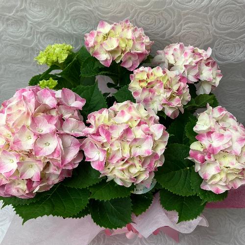 �A�W�T�C�E�}�W�J���}�[�u��3