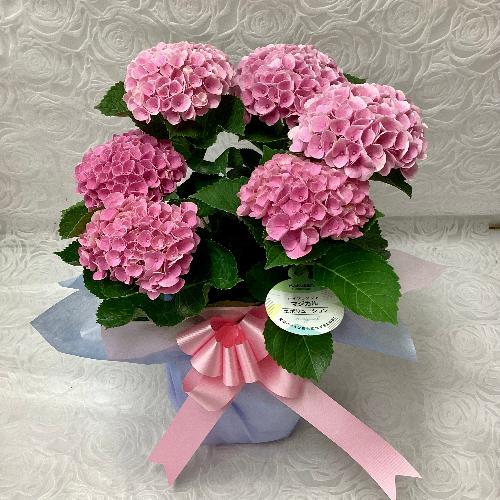�A�W�T�C�E�}�W�J���G�{�����[�V����3