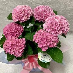 �A�W�T�C�E�}�W�J���G�{�����[�V����