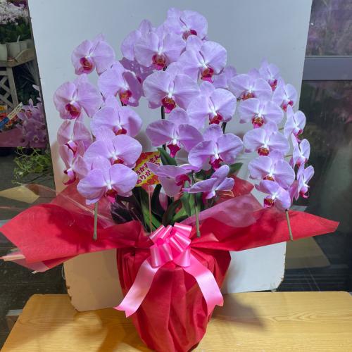 ���؁@�N�₩�ȃs���N�̌Ӓ���