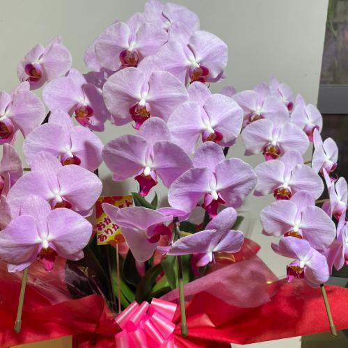 ���؁@�N�₩�ȃs���N�̌Ӓ���2