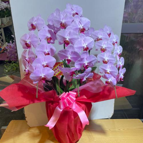 ���؁@�N�₩�ȃs���N�̌Ӓ���3