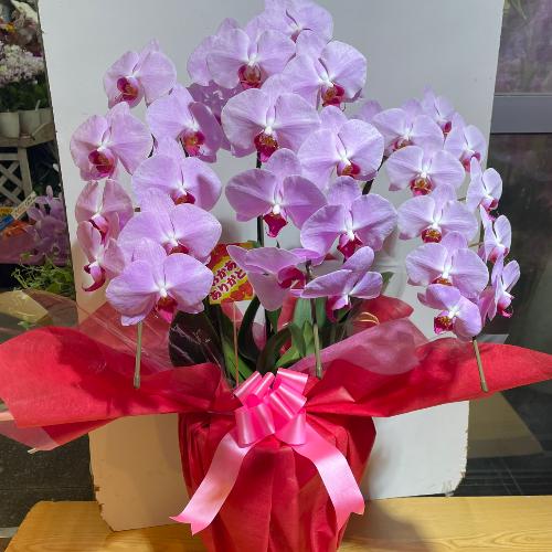 ���؁@�N�₩�ȃs���N�̌Ӓ���4