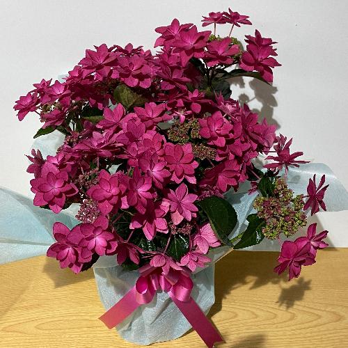 ��l�C�̃A�W�T�C�̐ԁI�_���X�p�[�e�B�[�I�n�b�s�[2
