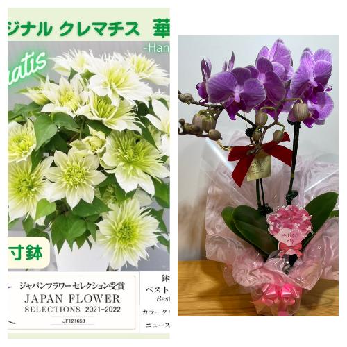 ����Z�b�g�@�Ӓ����i�Z���s���N�j�ƃN���}�`�X���ؐ�