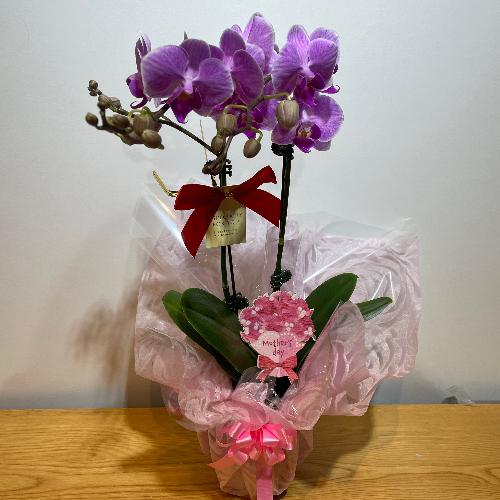 ����Z�b�g�@�Ӓ����i�Z���s���N�j�ƃN���}�`�X���ؐ�3