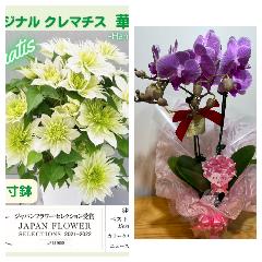 ����Z�b�g�@�Ӓ����i�Z���s���N�j�ƃN���}�`�X���ؐ�