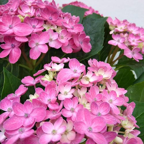 ̓@AWTC@RbgIS[2