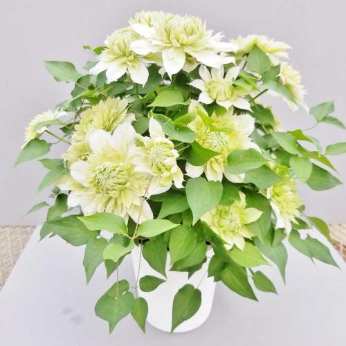 IAWTC@@Ɓ@N}`X@ԉ2
