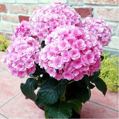 �}���̃��r�[�@�����̃A�W�T�C�@��̓����� �@