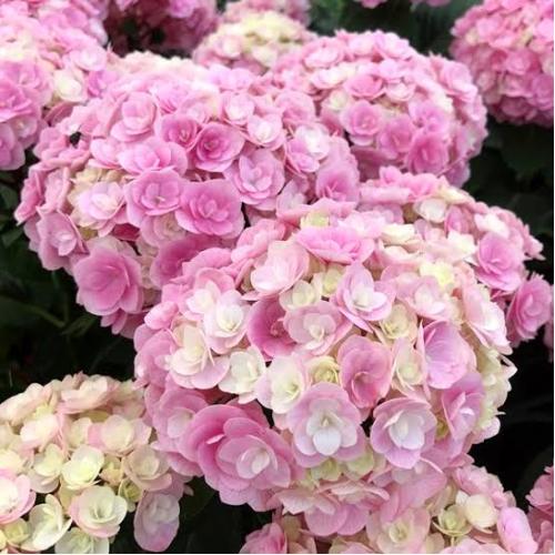 �}���̃��r�[�@�����̃A�W�T�C�@��̓����� �@2