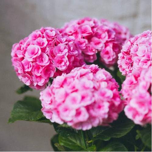 �}���̃��r�[�@�����̃A�W�T�C�@��̓����� �@3