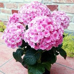 �}���̃��r�[�@�����̃A�W�T�C�@��̓����� �@