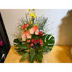 �A���X�����[���Ƒ剤�����g�������؂Ȍ}�t�A�����W�����g