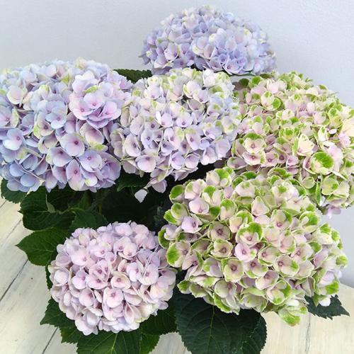 �V�i��@�}�W�J�����{�����[�V�����V���[�x�b�g�s���N�@�J�S�t��