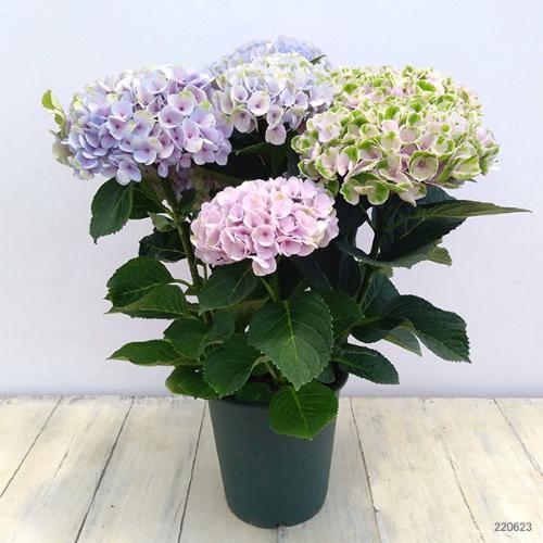 �V�i��@�}�W�J�����{�����[�V�����V���[�x�b�g�s���N�@�J�S�t��3