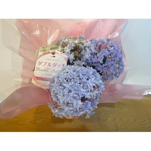 ��̓��@�A�W�T�C�@�_�u���_�b�`�u���[�@�J�S�t