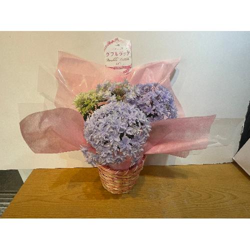 ��̓��@�A�W�T�C�@�_�u���_�b�`�u���[�@�J�S�t2