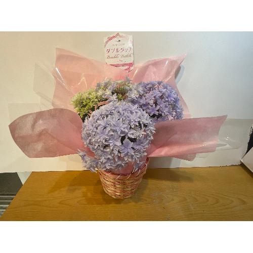 ��̓��@�A�W�T�C�@�_�u���_�b�`�u���[�@�J�S�t3