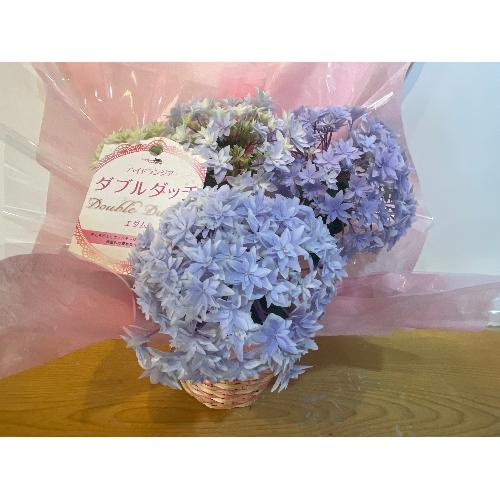 ��̓��@�A�W�T�C�@�_�u���_�b�`�u���[�@�J�S�t4