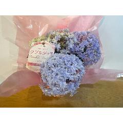 ��̓��@�A�W�T�C�@�_�u���_�b�`�u���[�@�J�S�t