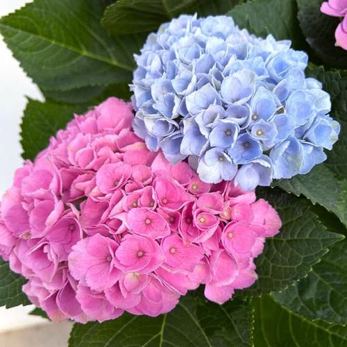 ��̓��@�ƂĂ��������@�}�W�J�����{�����[�V�����Q�F�A��3