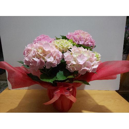 ��̓��@���ʂȃA�W�T�C�@�V���N�T�t�@�C��4