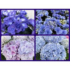 ����@���C���@���ʂȕi��A�W�T�C�@�u���[�p�[�v���n�@