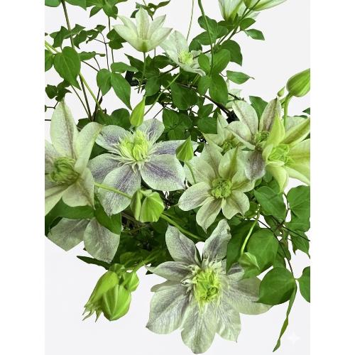 ��̓�����@�N���}�`�X�@�ŐV�i��@���ʂ̗d��