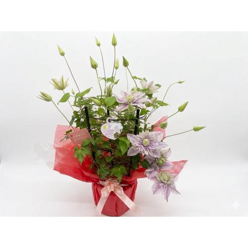 ��̓�����@�N���}�`�X�@�ŐV�i��@���ʂ̗d��2