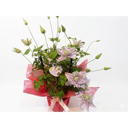 ��̓�����@�N���}�`�X�@�ŐV�i��@���ʂ̗d��3