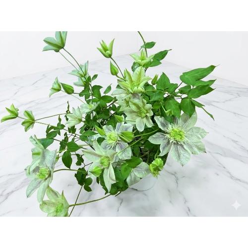 ��̓�����@�N���}�`�X�@�ŐV�i��@���ʂ̗d��5