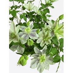 ��̓�����@�N���}�`�X�@�ŐV�i��@���ʂ̗d��