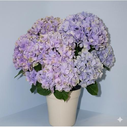 ��̓��@�A�W�T�C�@�������󏭕i��@�[���@�u���[