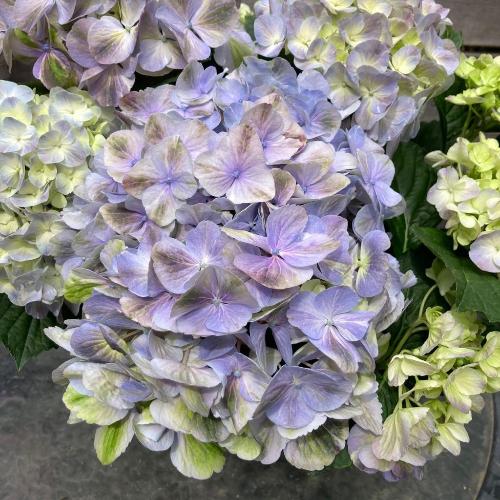 ��̓��@�A�W�T�C�@�������󏭕i��@�[���@�u���[2