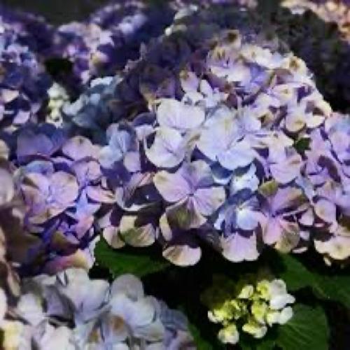 ��̓��@�A�W�T�C�@�������󏭕i��@�[���@�u���[3