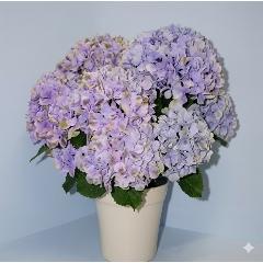 ��̓��@�A�W�T�C�@�������󏭕i��@�[���@�u���[