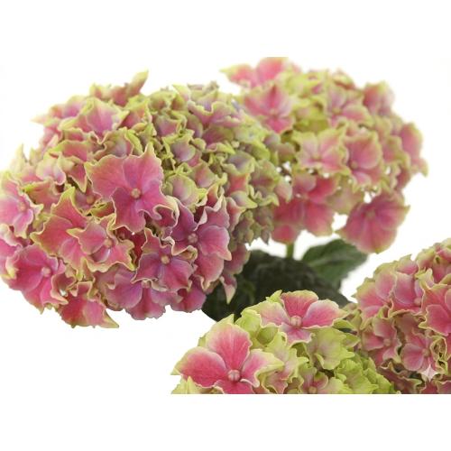 ��̓��@���ʂȃA�W�T�C�@�R�[�������[�t�@�s���N2