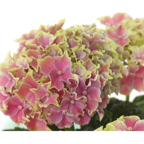 ��̓��@���ʂȃA�W�T�C�@�R�[�������[�t�@�s���N3