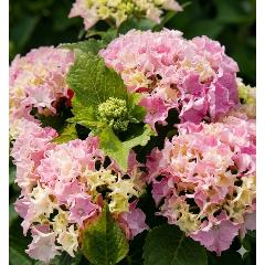 ��̓��@���ʂȃA�W�T�C�@�R�[�������[�t�@�s���N