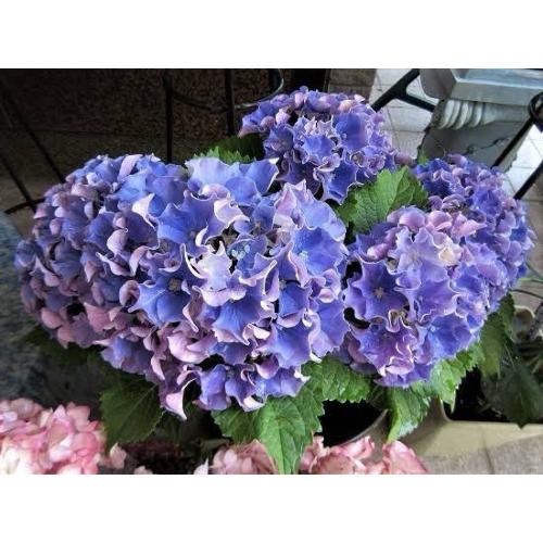 ��̓��@���ʂȃA�W�T�C�@�R�[�������[�t�@�u���[