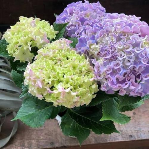 ��̓��@���ʂȃA�W�T�C�@�R�[�������[�t�@�u���[2