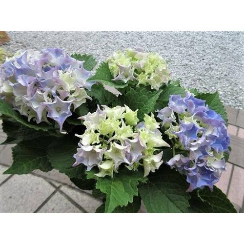 ��̓��@���ʂȃA�W�T�C�@�R�[�������[�t�@�u���[3