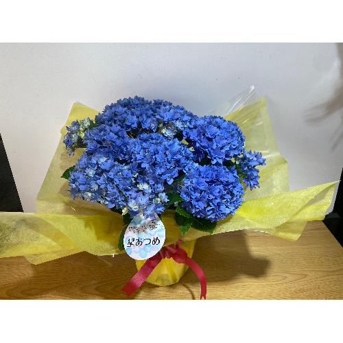 ��̓��@���ʂȃA�W�T�C�@�R�[�������[�t�@�u���[4