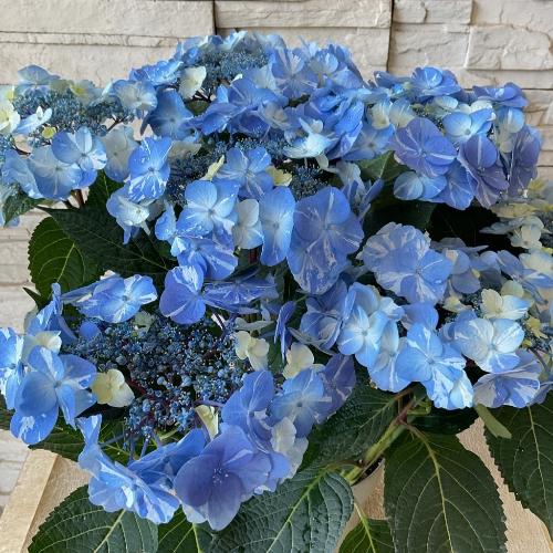 ��̓��@���ʂȃA�W�T�C�@��h�ԉ��@�T�j�[�f�C�Y�@