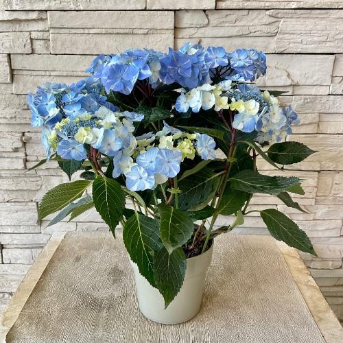 ��̓��@���ʂȃA�W�T�C�@��h�ԉ��@�T�j�[�f�C�Y�@2