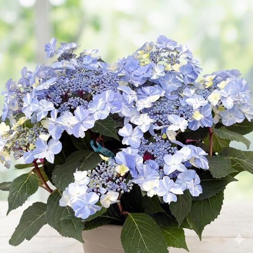 ��̓��@���ʂȃA�W�T�C�@��h�ԉ��@�T�j�[�f�C�Y�@3