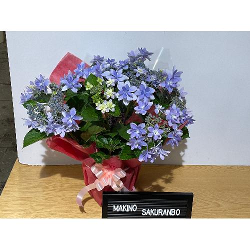 ��̓��@���ʂȃA�W�T�C�@��h�ԉ��@�T�j�[�f�C�Y�@4