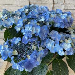 ��̓��@���ʂȃA�W�T�C�@��h�ԉ��@�T�j�[�f�C�Y�@