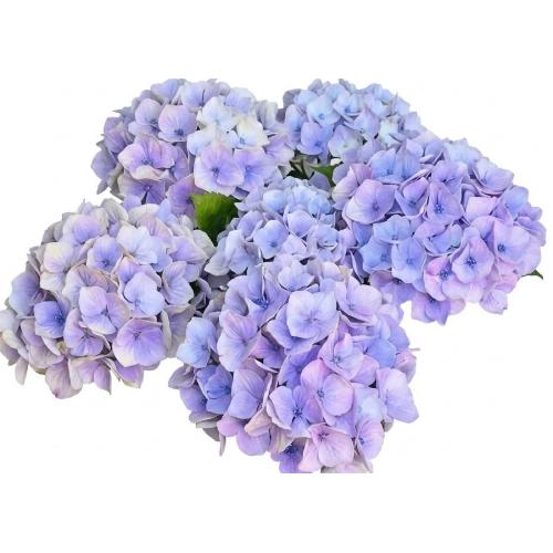 ��̓��@���ʂȃA�W�T�C�@�h���[�~�[�@�u���[